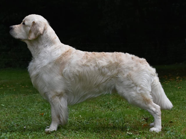 sam-stand