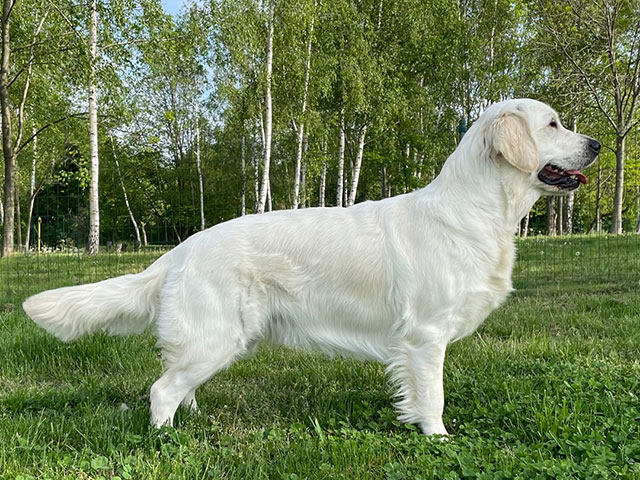 penelope-stand