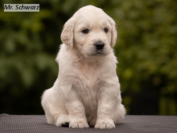 Mr. Schwarz
