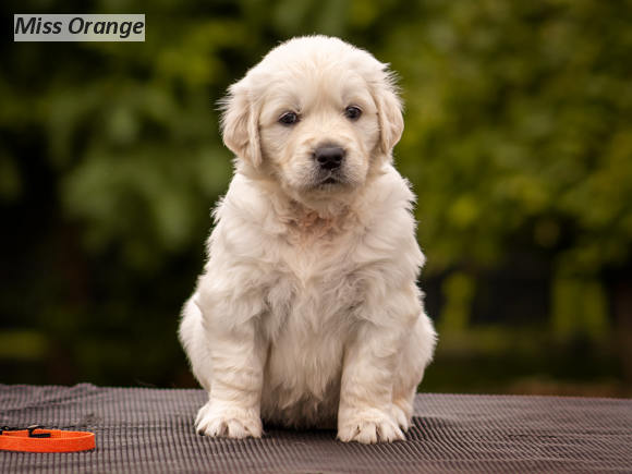 Miss Orange